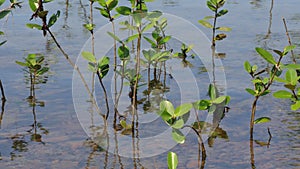 mangrove growing from salty water on supporting roots at low tide