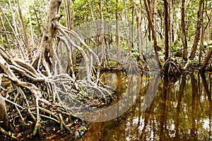 Mangrove habitat at Celestun, Yucatan, Mexiaco