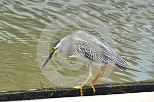 Mangrove heron - Butorides striata on the look out for fish