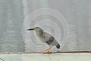 Mangrove heron - Butorides striata on the look out for fish