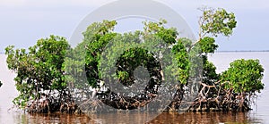 Mangrove Island photo