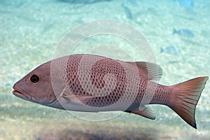 Mangrove jack photo