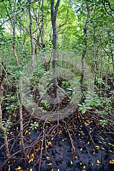 Mangrove Jozani forest, Zanzibar, Tanzania, Africa