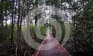Mangrove jungle trek
