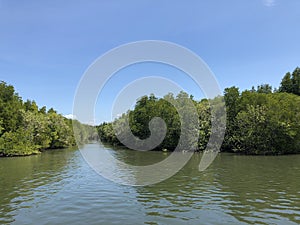 Mangrove at Koh Lanta