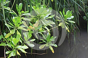Mangrove Leaves and Tropical Vegetation