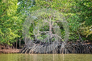 Mangrove at low tide