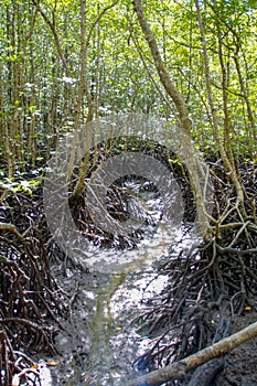 Mangrove, Malaysia