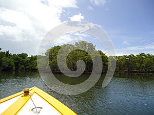 A mangrove in a mangrove swamp