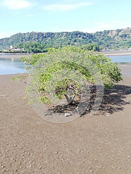 Mangrove. Mata de LimÃ³n. Costa Rica.