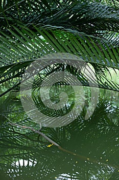 Mangrove or Nypa palm tree