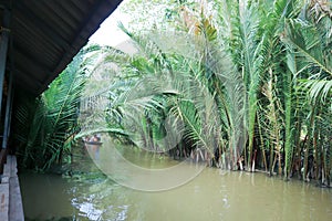 Mangrove palm, palm  or nipa palm near river