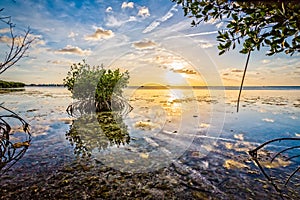 Mangrove patch and sunset near key West, FL photo