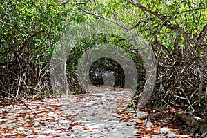Mangrove Path with Dense Canopy.