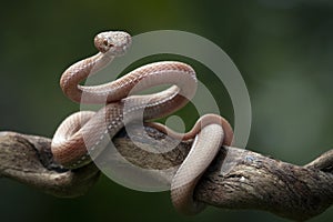 Mangrove Pit Viper with attack position on branch