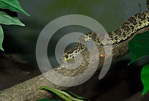 Mangrove Pit-viper (T. purpureomaculatus)