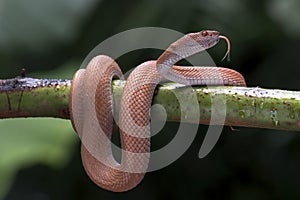 Mangrove pit viper on a tree branch