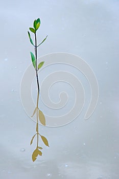 Mangrove plant with reflection on water