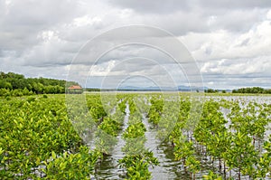 mangrove planting project area in thailand for preserve the mangrove forest