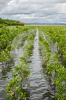 mangrove planting project area in thailand for preserve the mangrove forest