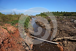 Mangrove plants deliberately damaged