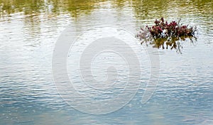 Mangrove plants with red leaves grow in clumps in the water