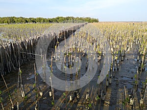 Mangrove plants in the sea thailand for preserve the mang