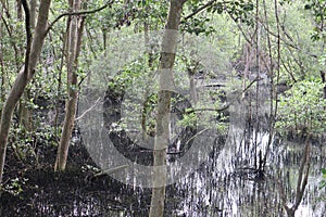 Mangrove plants in the tourist attractions