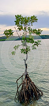 Mangrove plants are a type of plant that has strong roots, so they can dampen waves, storms and tsunamis.