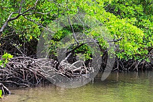 Mangrove in Praia dos Carneiros, Pernambuco, Brazil photo