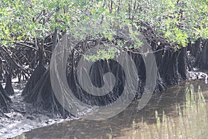 Mangrove Prop Roots in Brackish Water