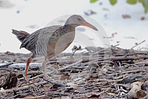 Mangrove Rail Rallus longirostris walking in the middle of the mangrove