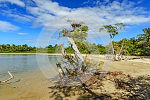 Mangrove and rainforest vegetation on the sands of Sargi beach
