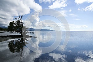 Mangrove reflections siquijor island philippines