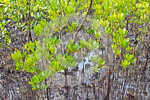 Mangrove rhizophora