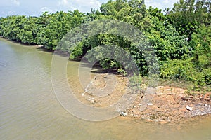 Mangrove River bank