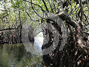 Mangrove river banks in Sri Lanka