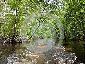 Mangrove River forest