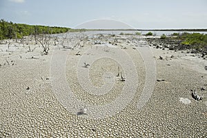 Mangrove and rocks on tropical beach of Cayo las Brujas on carib photo