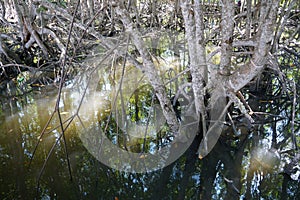 Mangrove root Rhizophora apiculata Blume. Prop root or Buttress root of the tree in the nature.