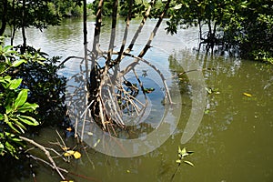 Mangrove root Rhizophora apiculata Blume. Prop root or Buttress root of the tree in the nature.