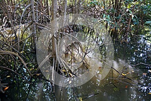 Mangrove root Rhizophora apiculata Blume. Prop root or Buttress root of the tree in the nature.