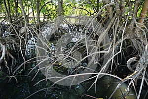 Mangrove root Rhizophora apiculata Blume. Prop root or Buttress root of the tree in the nature.