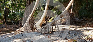 Mangrove roots at andaman nikobar island  along with  coconut trees.