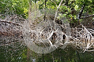 Mangrove roots