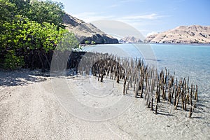 Mangrove Roots and Beach in Komodo National Park