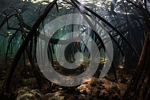 Mangrove Roots and Beams of Sunlight