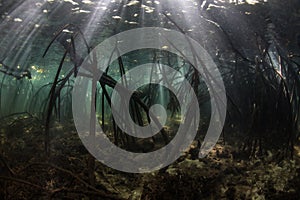 Mangrove Roots and Beams of Sunlight Underwater