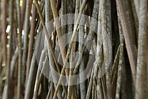 Mangrove Roots - Mangroveforest