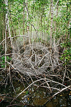 Mangrove roots reach into shallow water in a forest growing in t